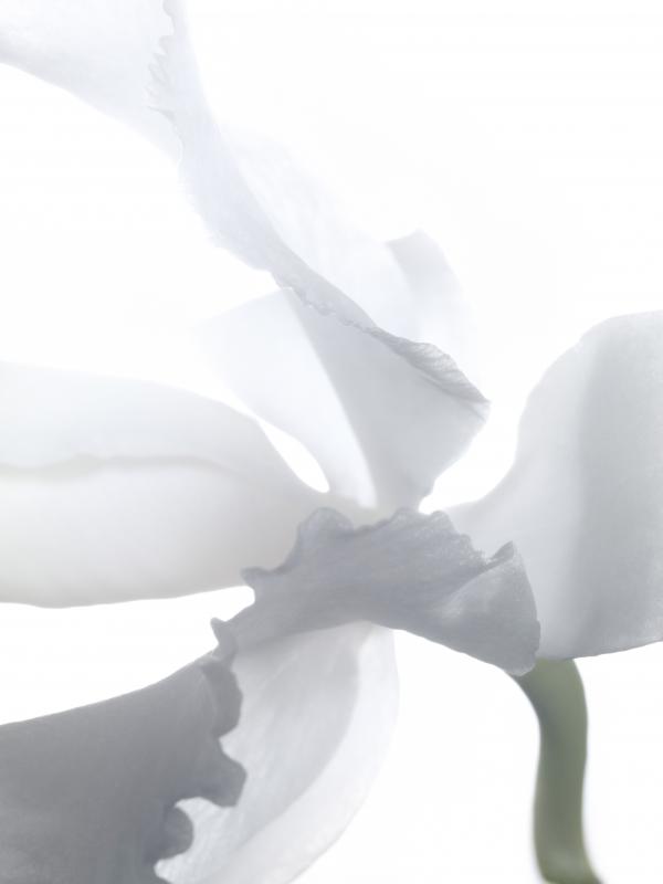 Guerlain orchidée Imperiale blanche